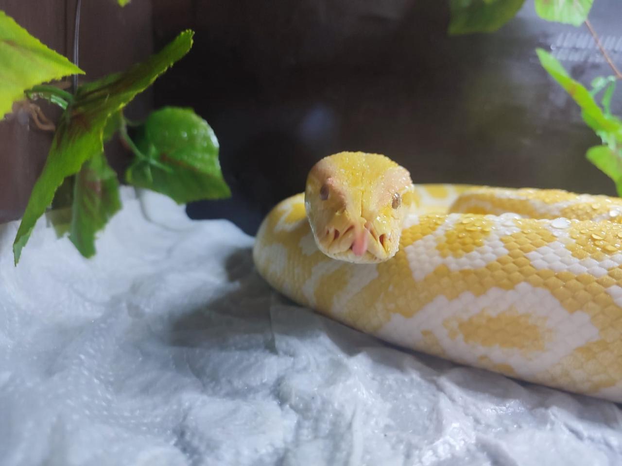Serpiente Burmés