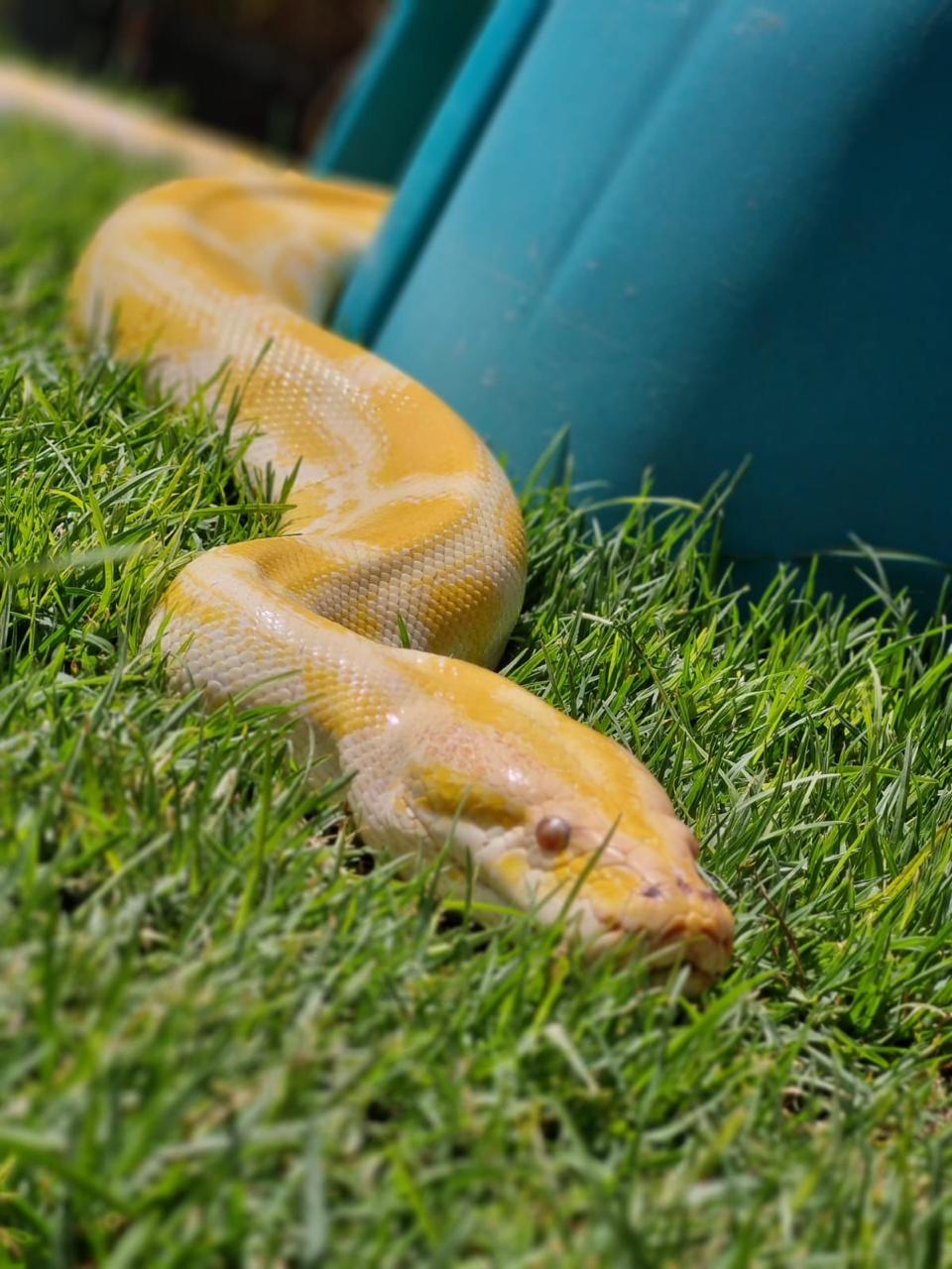 Serpiente Burmés