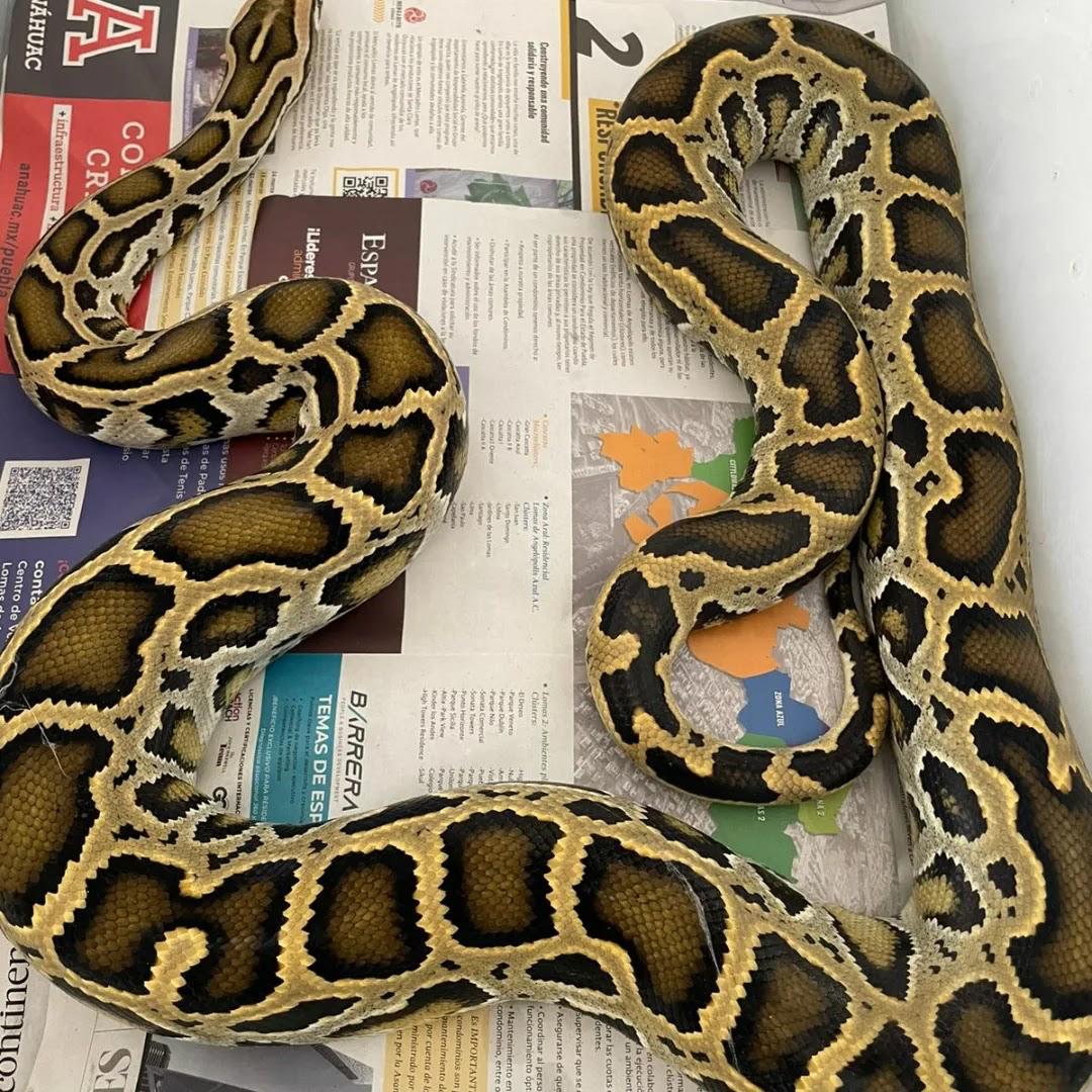 Serpiente Burmés