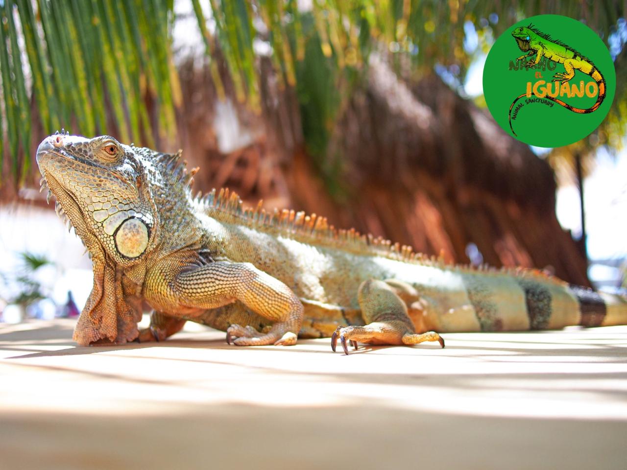 Iguana verde